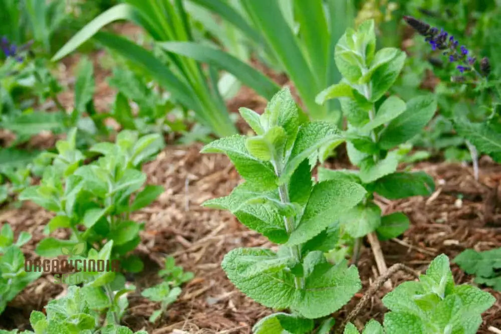 Wrinkled Crinkled Cress Seeds For Your Gardening Collection - Premium Quality Flavorful Greens And