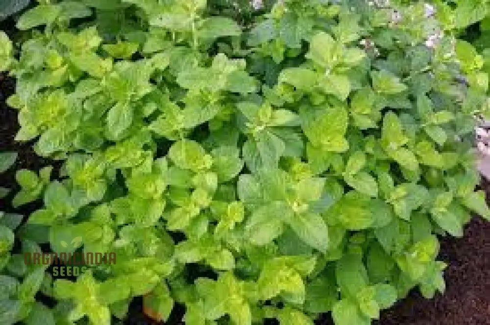 Wrinkled Crinkled Cress Seeds For Your Gardening Collection - Premium Quality Flavorful Greens And