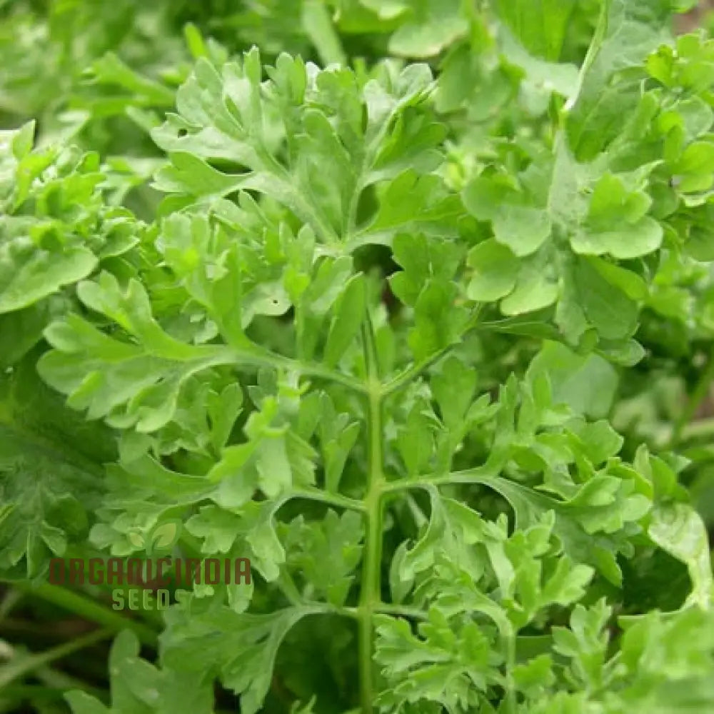 Wrinkled Crinkled Cress Seeds For Your Gardening Collection - Premium Quality Flavorful Greens And