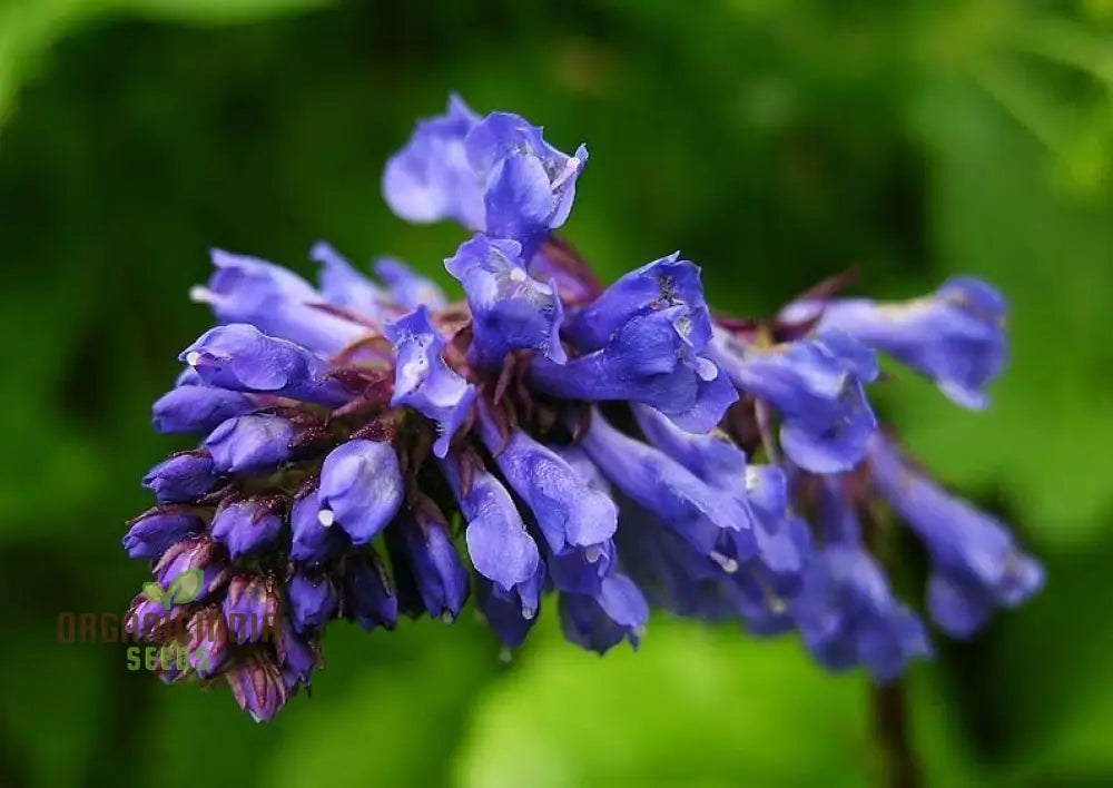 Wulfenia Carinthiaca Seeds - Planting Instructions Included Rare Alpine Plant