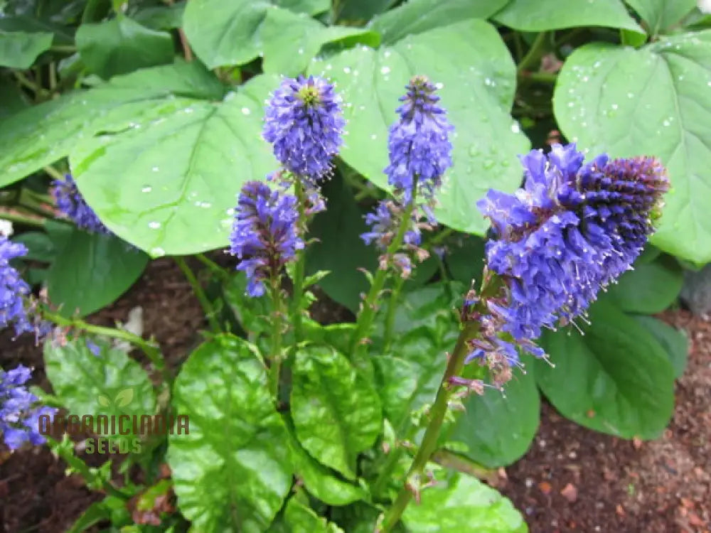 Wulfenia Carinthiaca Seeds - Planting Instructions Included Rare Alpine Plant