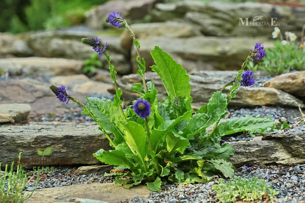 Wulfenia Carinthiaca Seeds - Planting Instructions Included Rare Alpine Plant