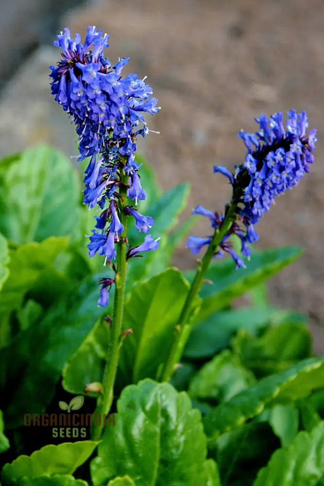 Wulfenia Carinthiaca Seeds - Planting Instructions Included Rare Alpine Plant