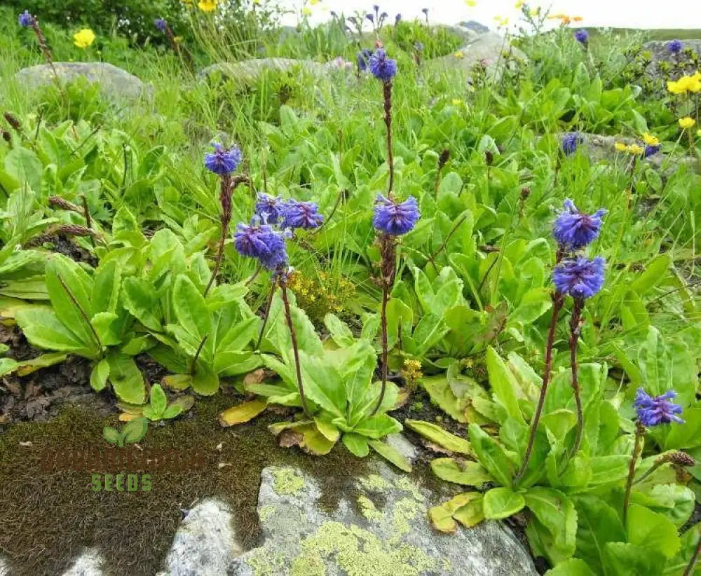 Wulfenia Carinthiaca Seeds - Planting Instructions Included Rare Alpine Plant