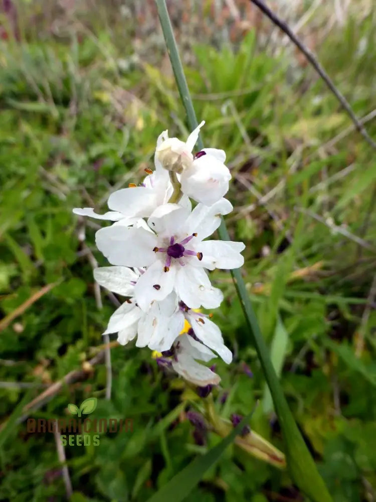 Wurmbea Stricta Seeds Exquisite Planting Varieties For Your Garden