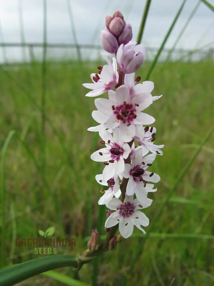 Wurmbea Stricta Seeds Exquisite Planting Varieties For Your Garden