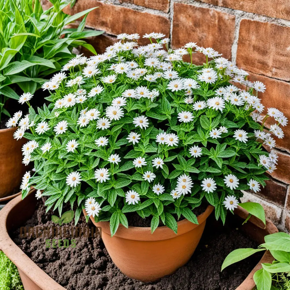 Xeranthemum Annuum Flower Seeds Drought-Tolerant Garden Blooms High-Quality Annuals