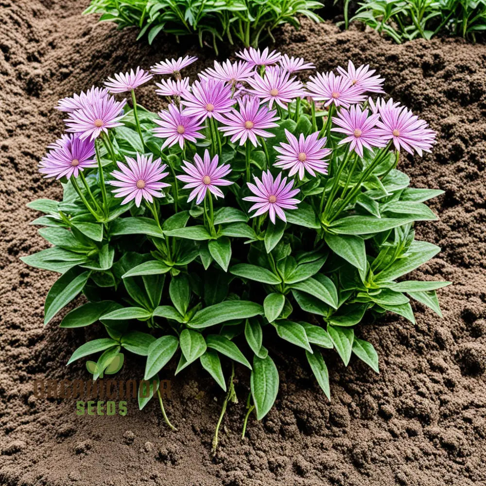 Xeranthemum Annuum Flower Seeds Drought-Tolerant Garden Blooms High-Quality Annuals