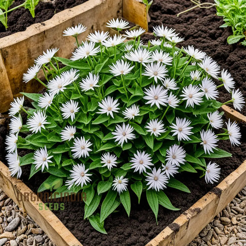 Xeranthemum Annuum Flower Seeds Drought-Tolerant Garden Blooms High-Quality Annuals