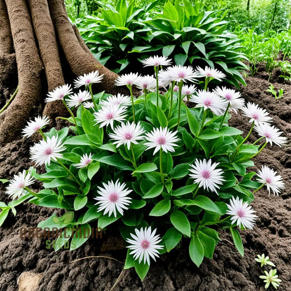 Xeranthemum Annuum Flower Seeds Drought-Tolerant Garden Blooms High-Quality Annuals