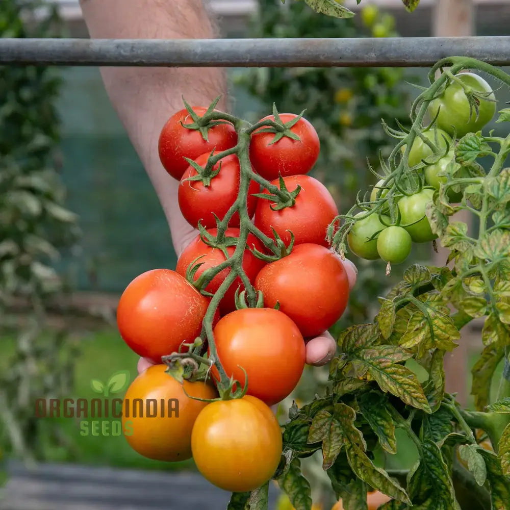 Y Ddraig Goch (Red Dragon) Tomato Vegetable Seeds For Gardening High-Quality Growing Delicious