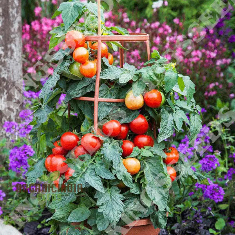 Y Ddraig Goch (Red Dragon) Tomato Vegetable Seeds For Gardening High-Quality Growing Delicious