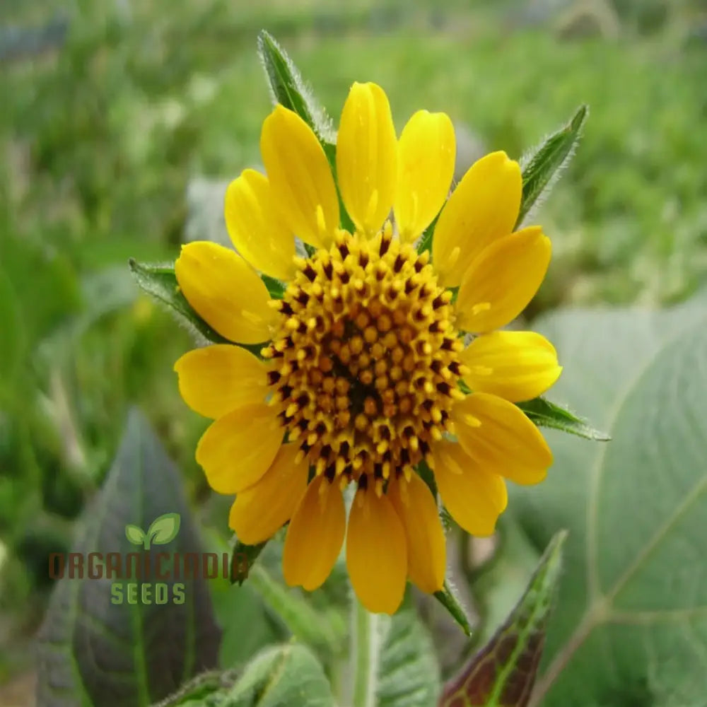 Yacon Flower Seeds For Your Gardening Journey Premium Quality Planting Flowers Seeds