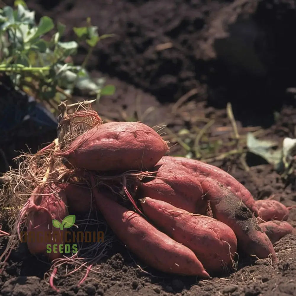 Yacon Vegetable Seeds High-Quality Non-Gmo For Planting Root Vegetables