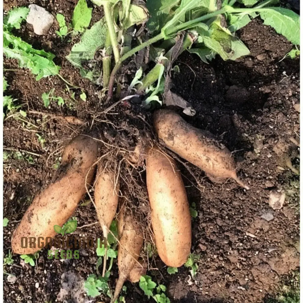 Yacon Vegetable Seeds High-Quality Non-Gmo For Planting Root Vegetables