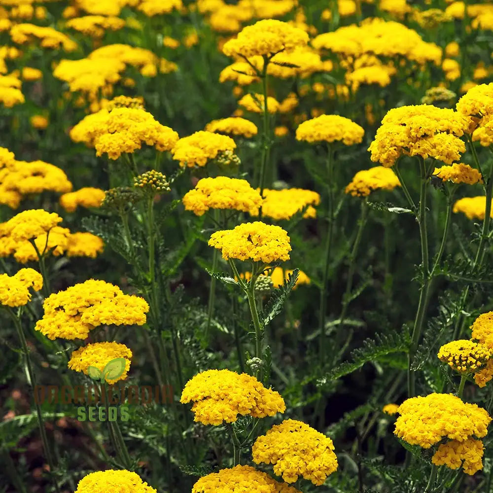 Yarrow Cloth Of Gold Seeds For Vibrant Blooms And Flourishing Gardens!