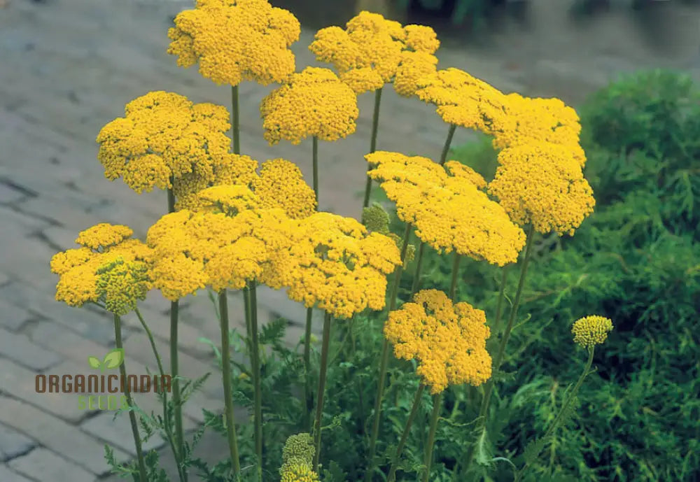 Yarrow Cloth Of Gold Seeds For Vibrant Blooms And Flourishing Gardens!