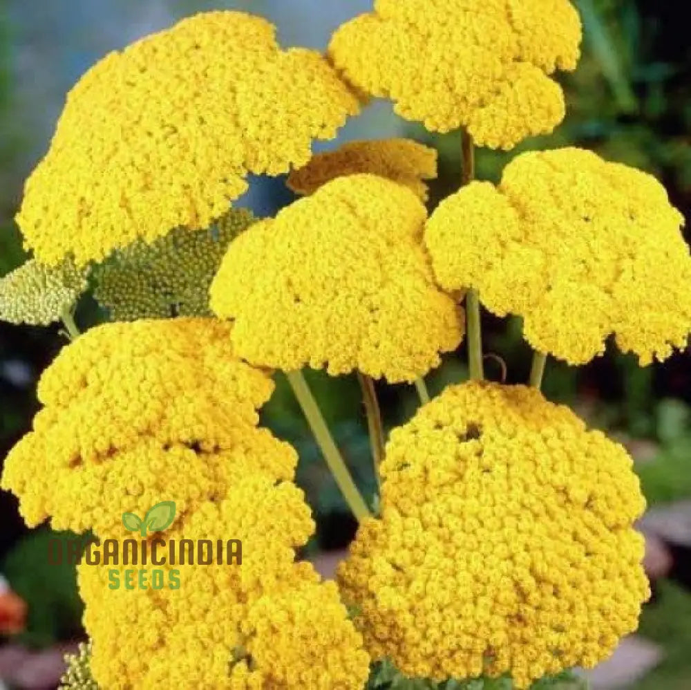 Yarrow Cloth Of Gold Seeds For Vibrant Blooms And Flourishing Gardens!