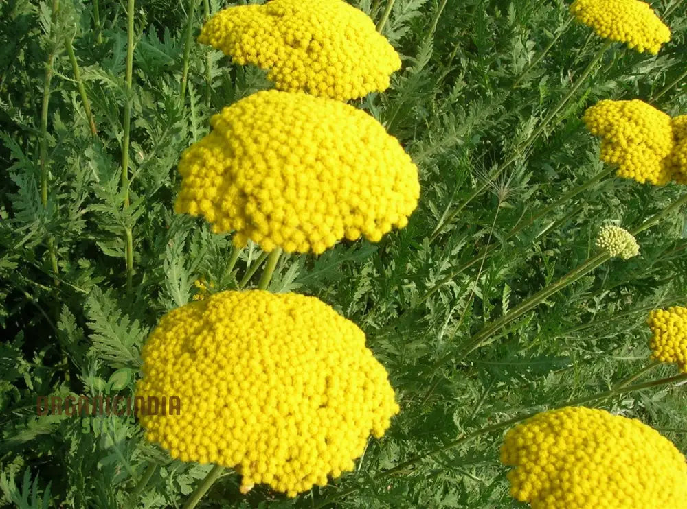 Yarrow Cloth Of Gold Seeds For Vibrant Blooms And Flourishing Gardens!