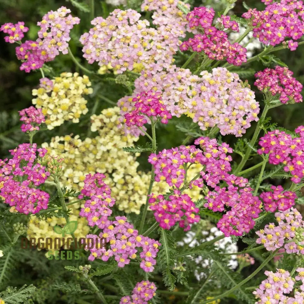 Yarrow Western Flower Seeds For Planting - 1500 Mixed Non Gmo & Heirloom Garden