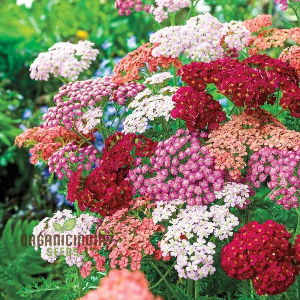 Yarrow Western Flower Seeds For Planting - 1500 Mixed Non Gmo & Heirloom Garden