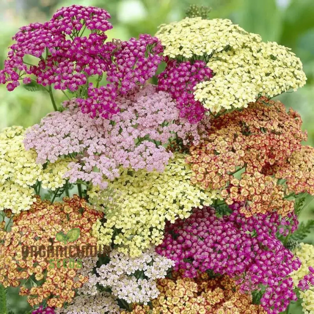 Yarrow Western Flower Seeds For Planting - 1500 Mixed Non Gmo & Heirloom Garden