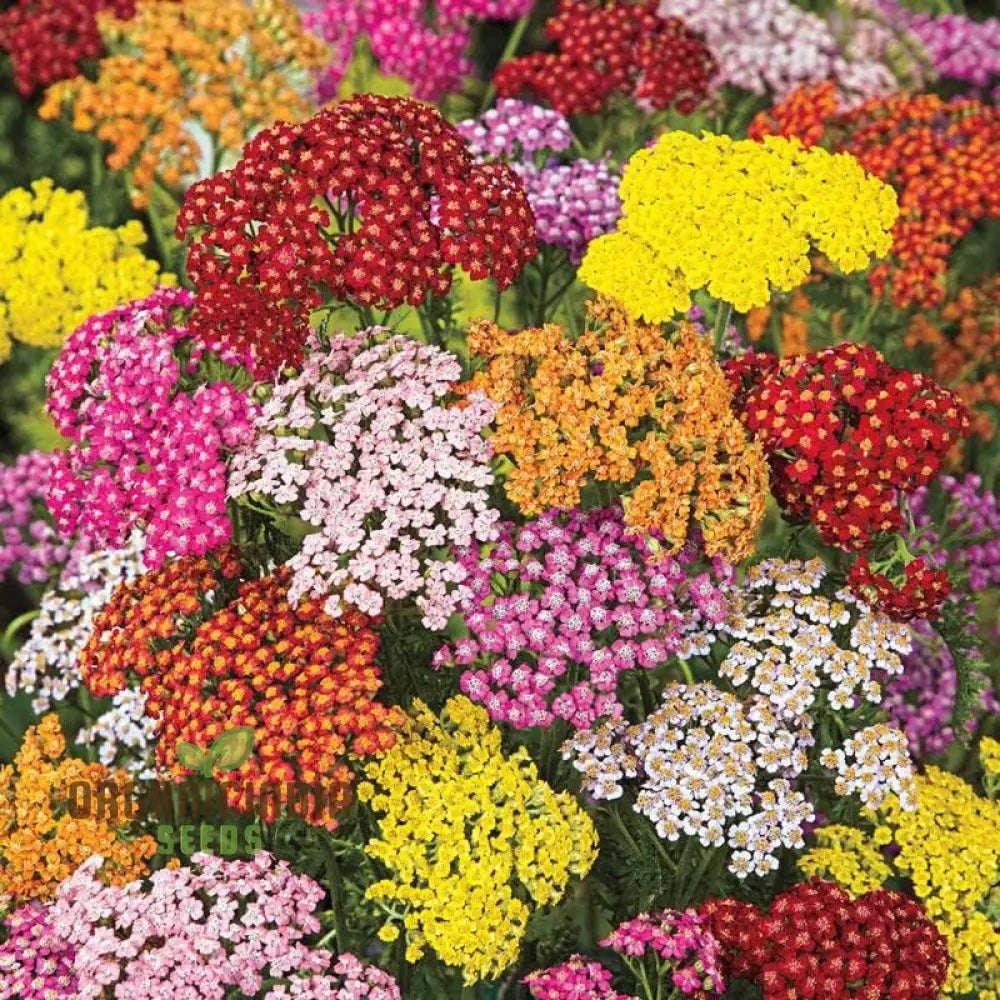 Yarrow Western Flower Seeds For Planting - 1500 Mixed Non Gmo & Heirloom Garden