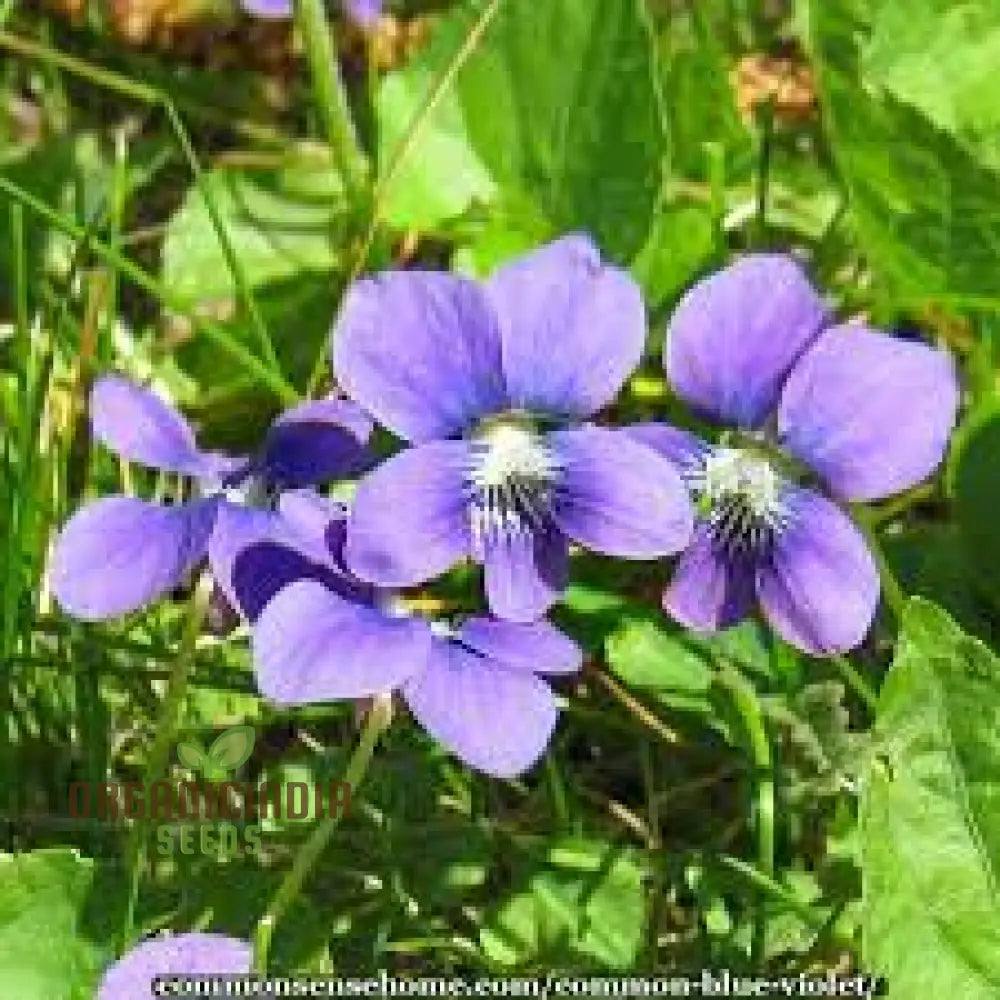 Yedoensis Viola Seeds 100Pcs