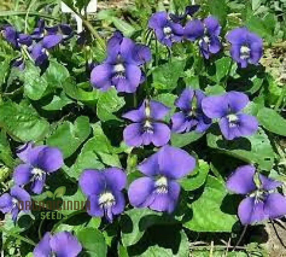 Yedoensis Viola Seeds 100Pcs