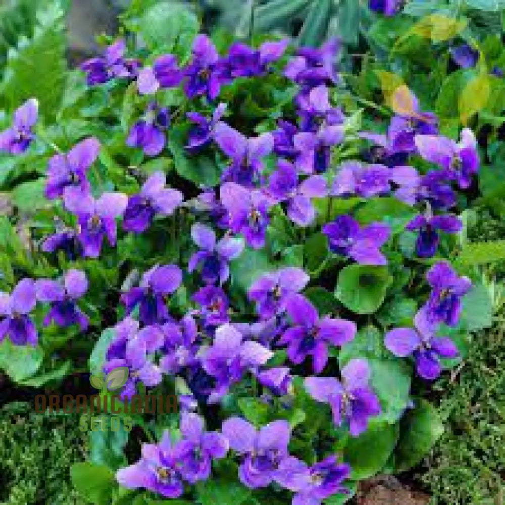 Yedoensis Viola Seeds 100Pcs