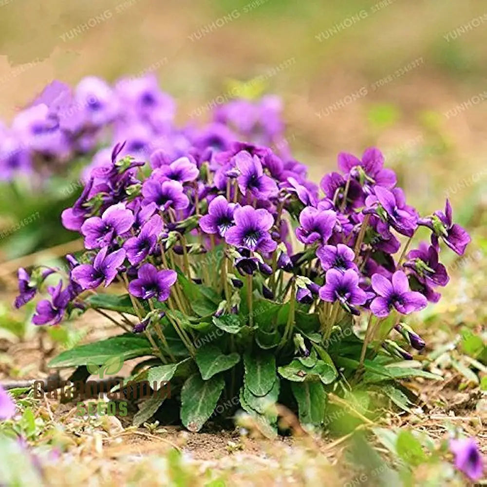 Yedoensis Viola Seeds 100Pcs