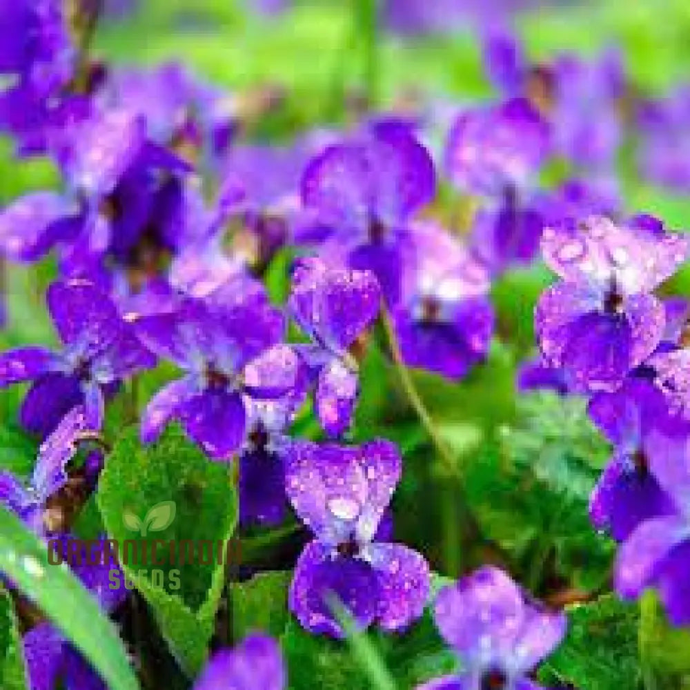 Yedoensis Viola Seeds 100Pcs