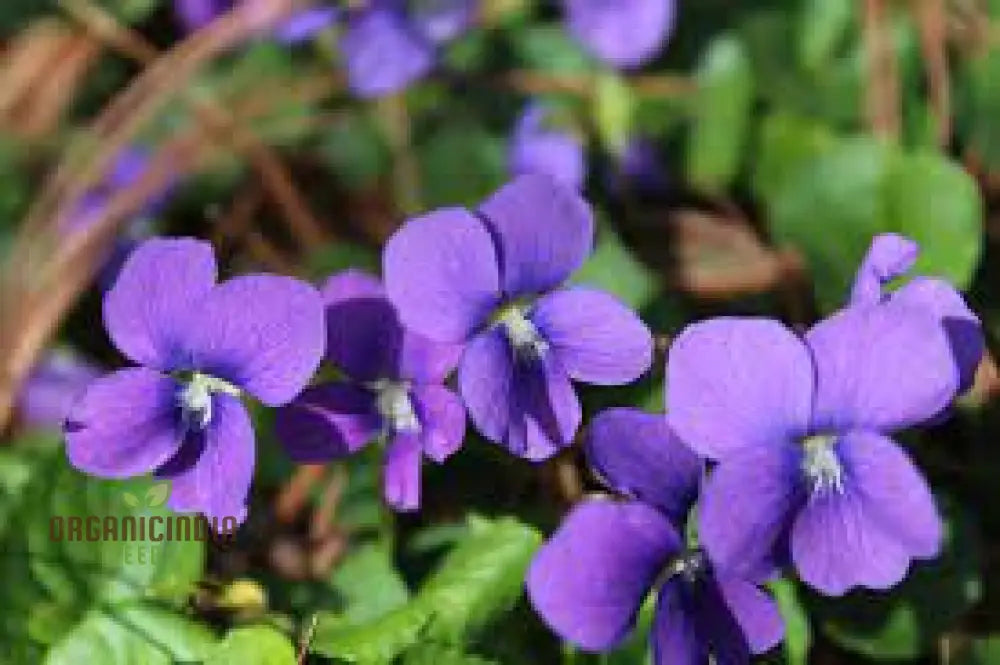 Yedoensis Viola Seeds 100Pcs