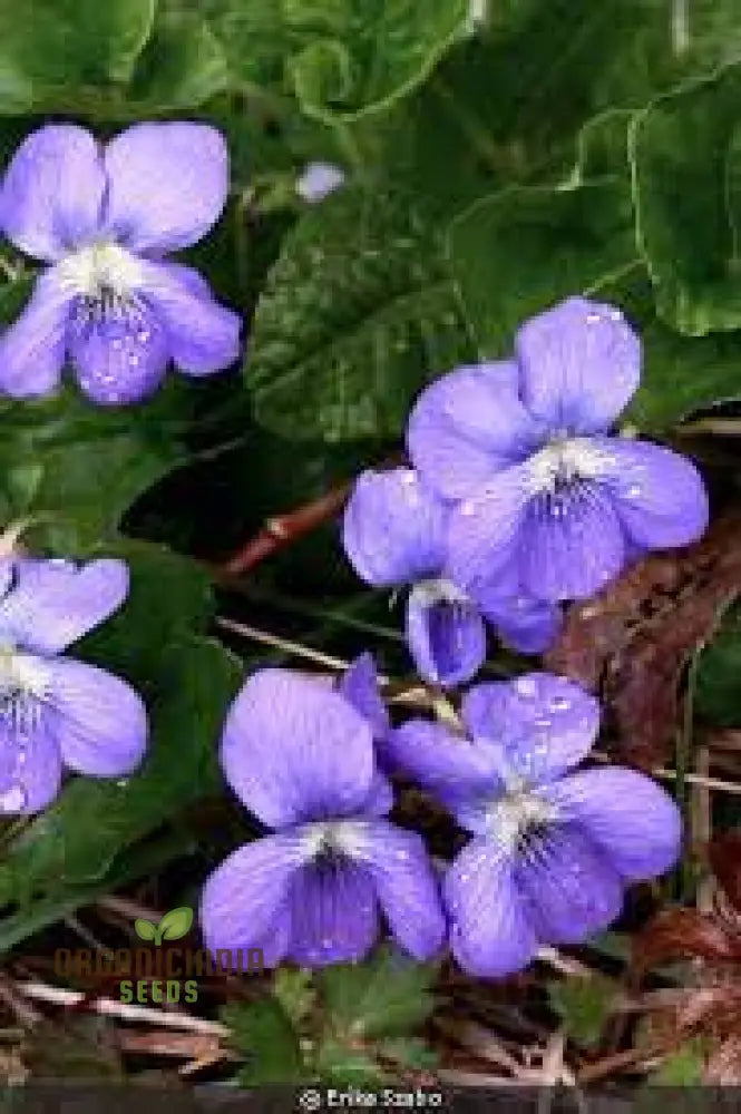 Yedoensis Viola Seeds 100Pcs