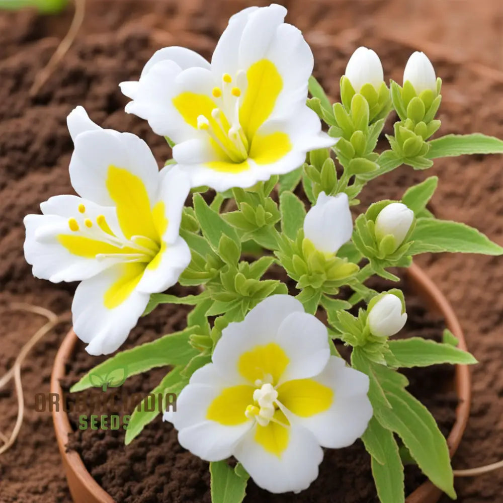 Yellow And White Alcee Ficifolia Flower Seeds – Elevate Your Gardening Experience With Radiant