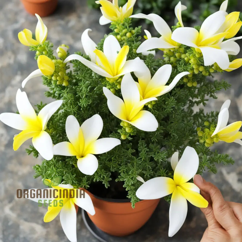 Yellow And White Alcee Ficifolia Flower Seeds – Elevate Your Gardening Experience With Radiant