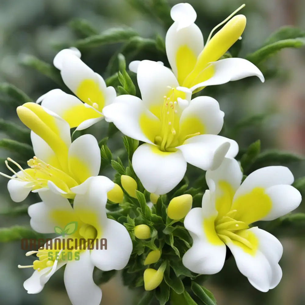 Yellow And White Alcee Ficifolia Flower Seeds – Elevate Your Gardening Experience With Radiant