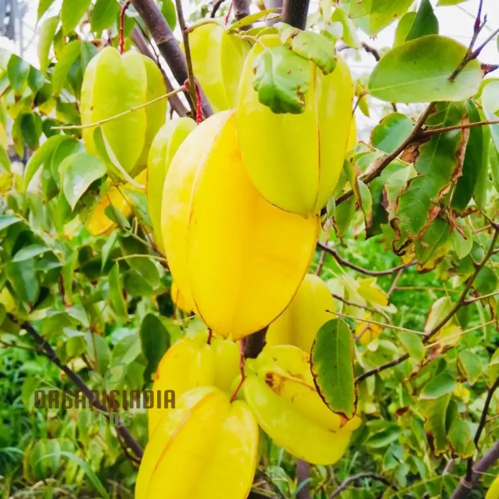 Yellow Averroes Carambola Premium Quality New Fresh Fruit Seeds For Planting Enhance Your Garden