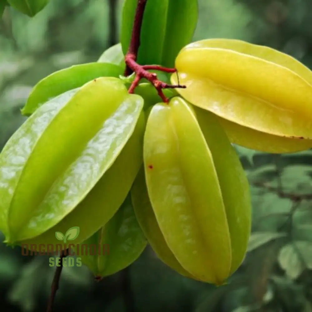 Yellow Averroes Carambola Premium Quality New Fresh Fruit Seeds For Planting Enhance Your Garden