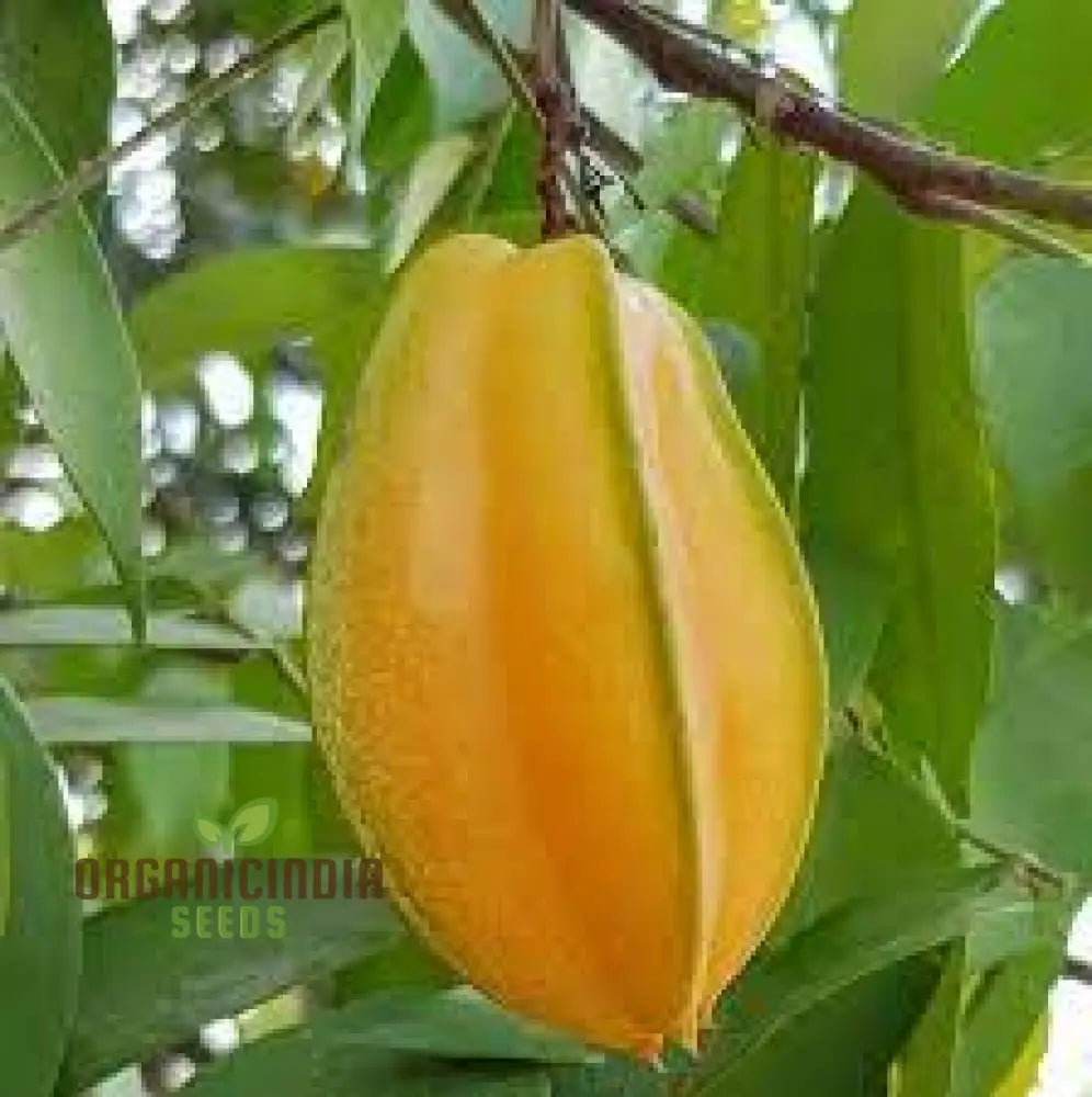 Yellow Averroes Carambola Premium Quality New Fresh Fruit Seeds For Planting Enhance Your Garden