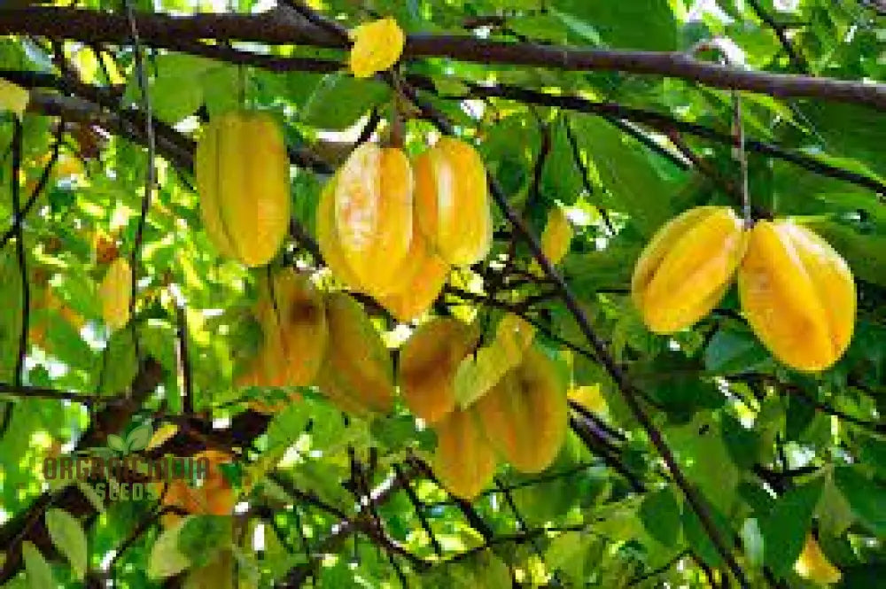 Yellow Averroes Carambola Premium Quality New Fresh Fruit Seeds For Planting Enhance Your Garden