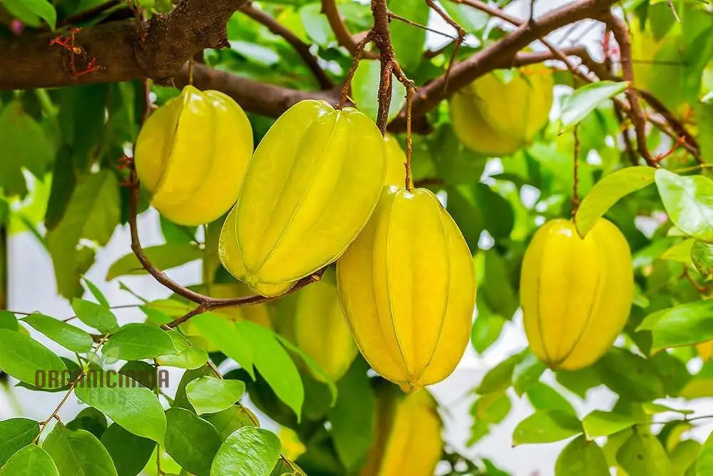 Yellow Averroes Carambola Premium Quality New Fresh Fruit Seeds For Planting Enhance Your Garden