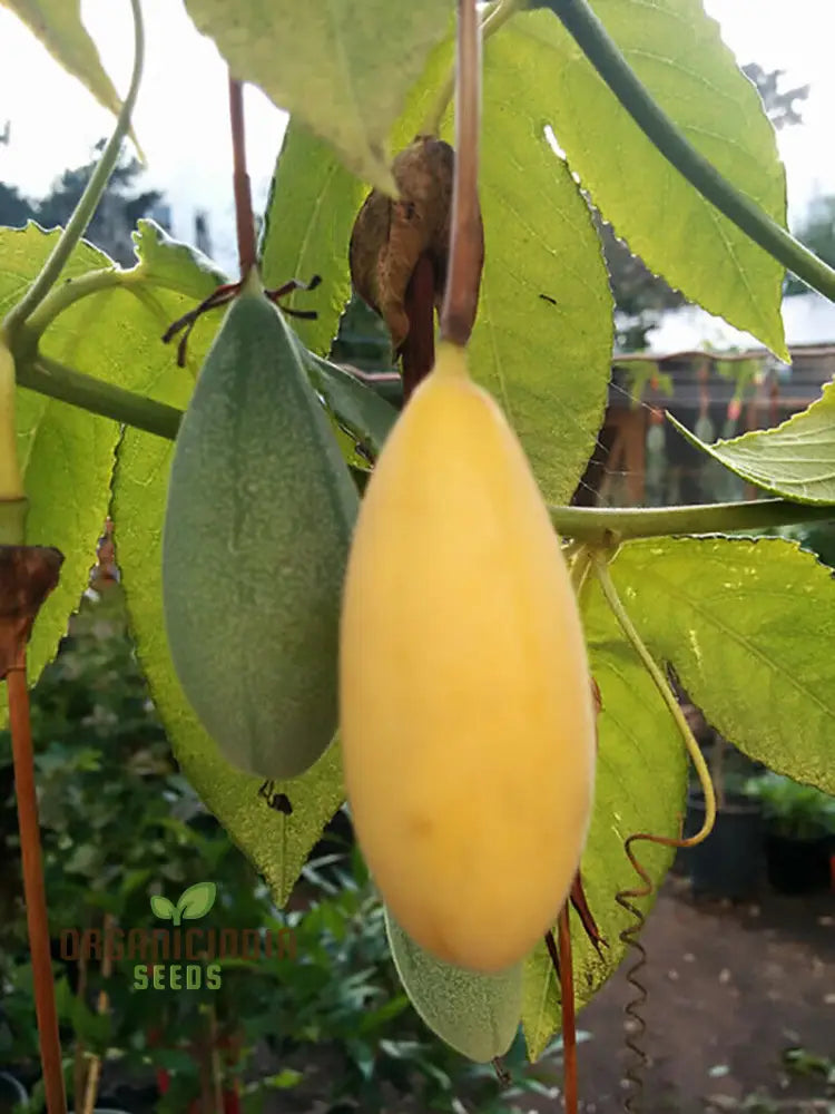 Yellow Banana Passion Fruit Seeds Exotic And Sweet Tropical Flavor Vibrant Delicious Garden