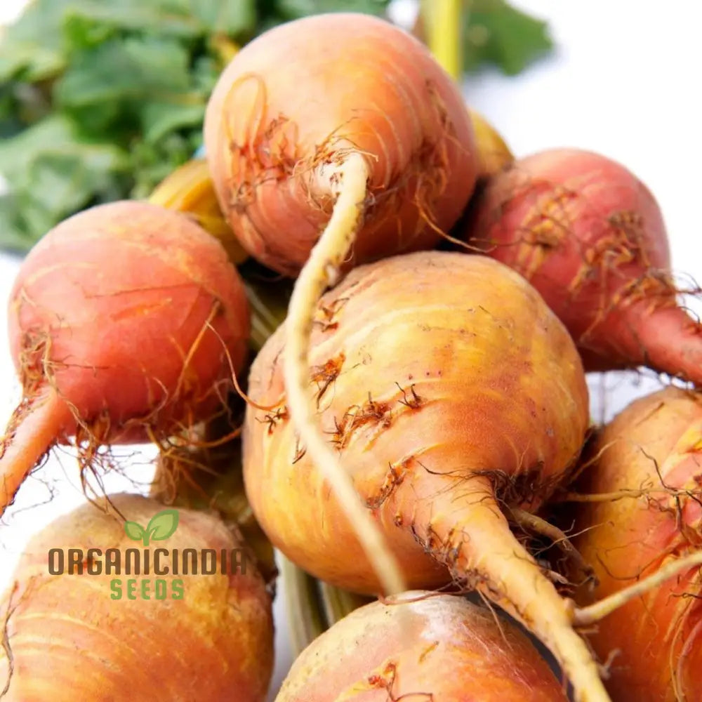 Yellow Beetroot Boldor F1 Vegetable Seeds For Planting Premium Quality Gardening