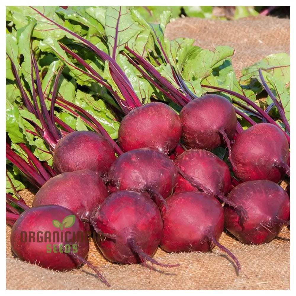 Yellow Beetroot Boldor F1 Vegetable Seeds For Planting Premium Quality Gardening