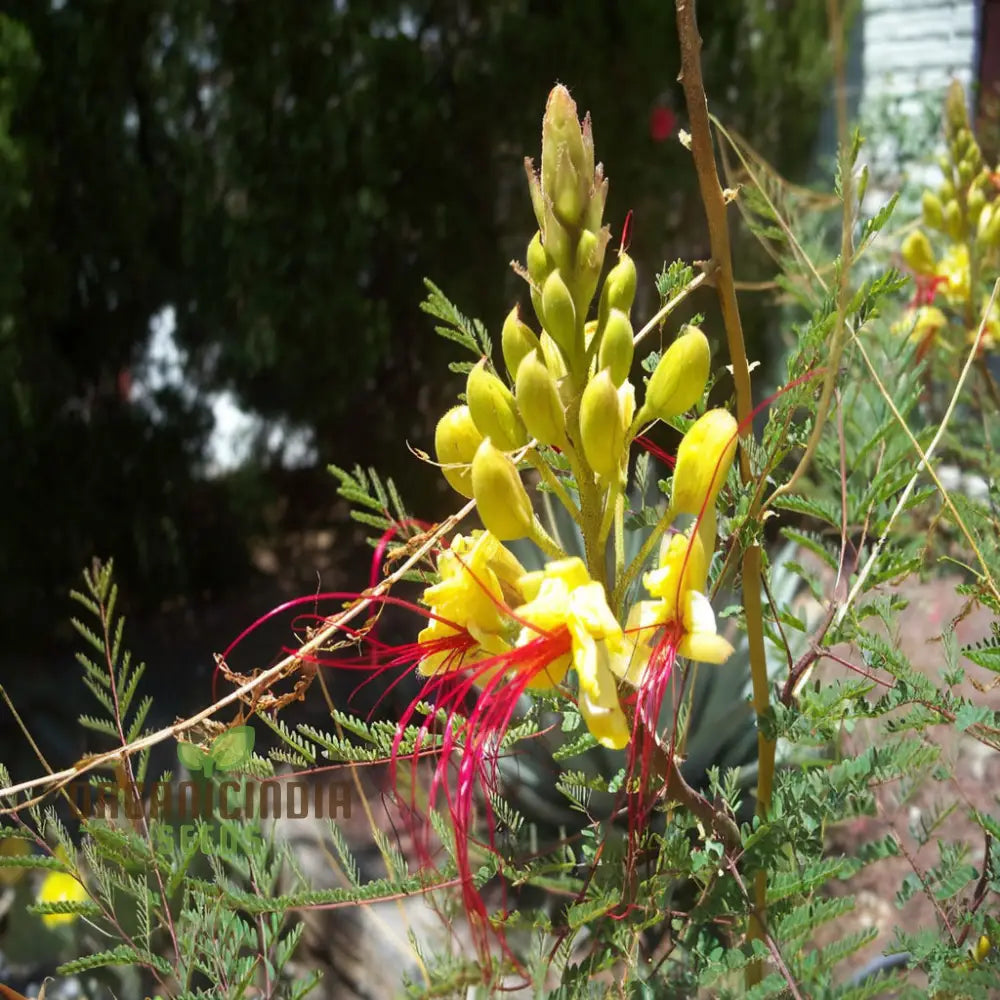 Yellow Bird Of Paradise Flower Seeds - Exotic Blooms For Tropical Garden Paradises Seeds