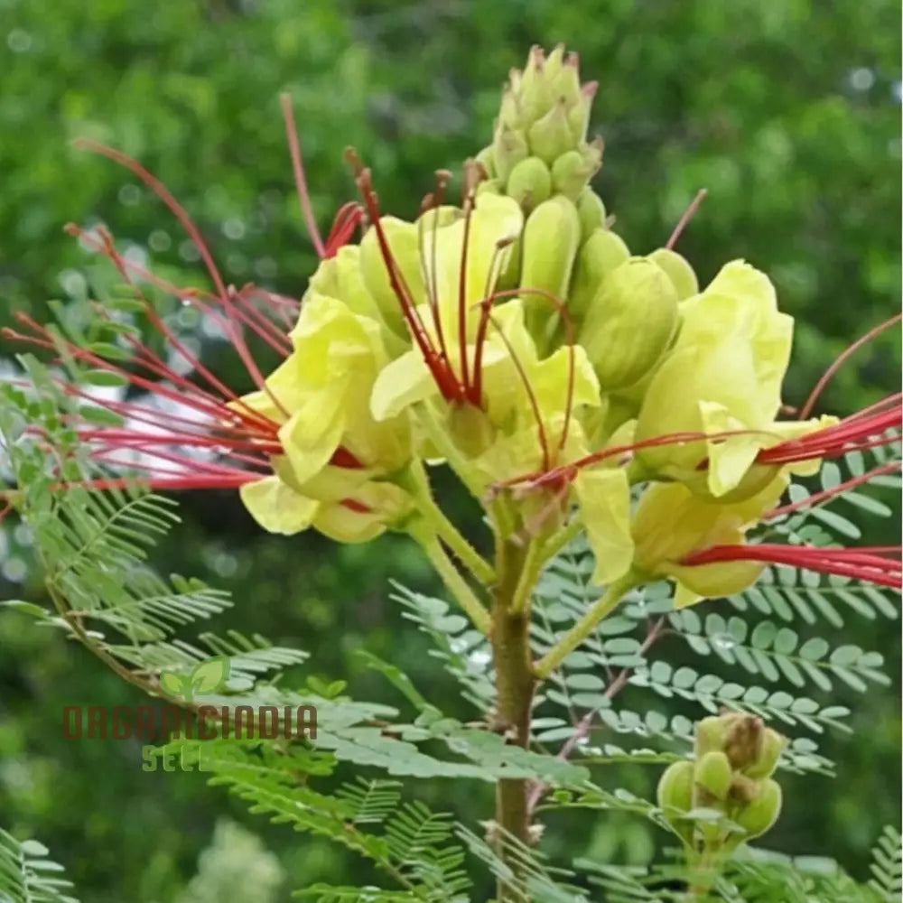 Yellow Bird Of Paradise Flower Seeds - Exotic Blooms For Tropical Garden Paradises Seeds