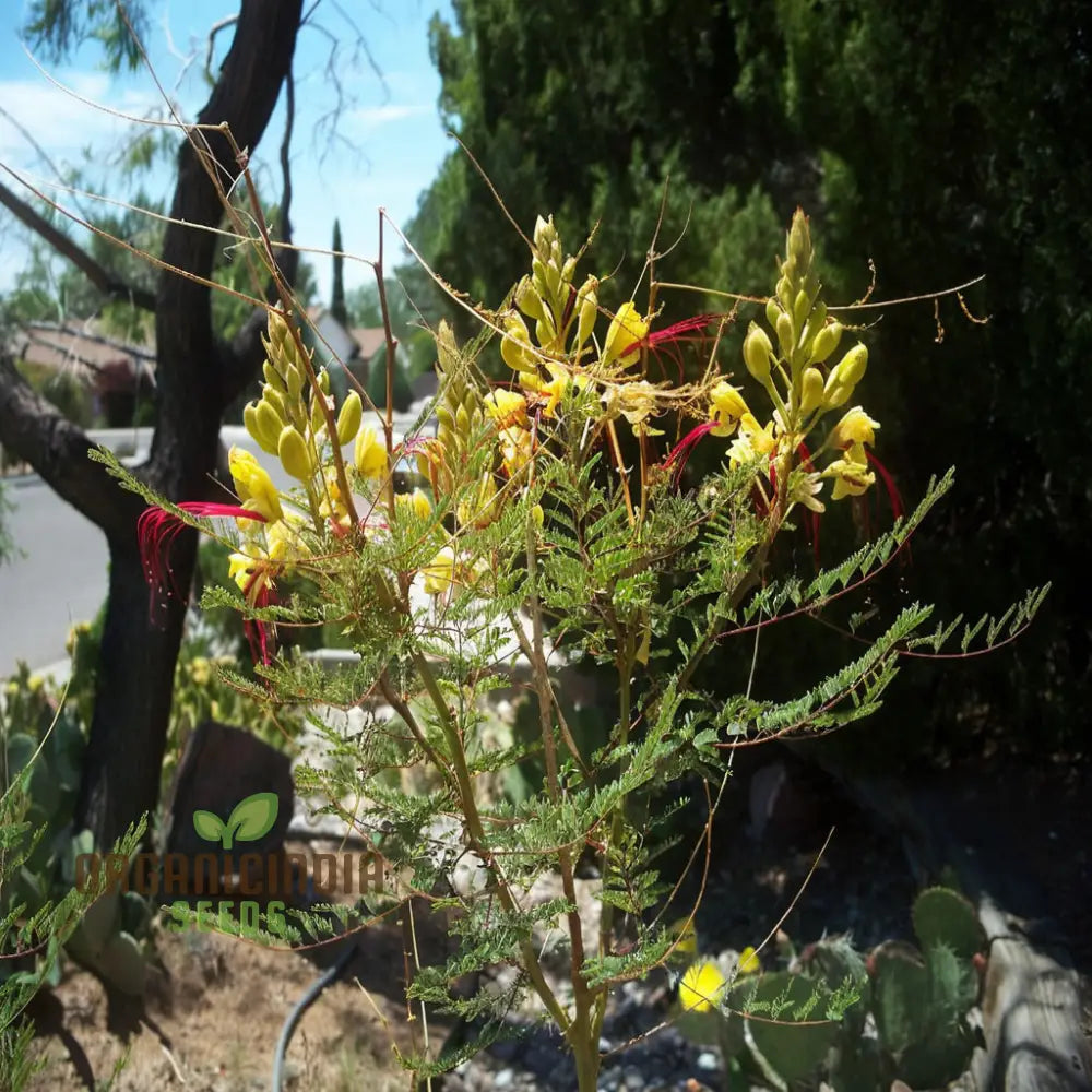 Yellow Bird Of Paradise Flower Seeds - Exotic Blooms For Tropical Garden Paradises Seeds