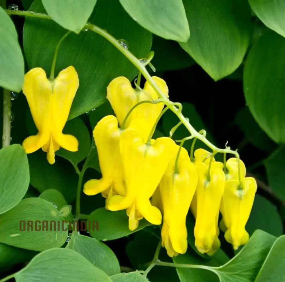 Yellow Bleeding Heart Flower Seeds For Planting Vibrant Blooms To Your Garden With These