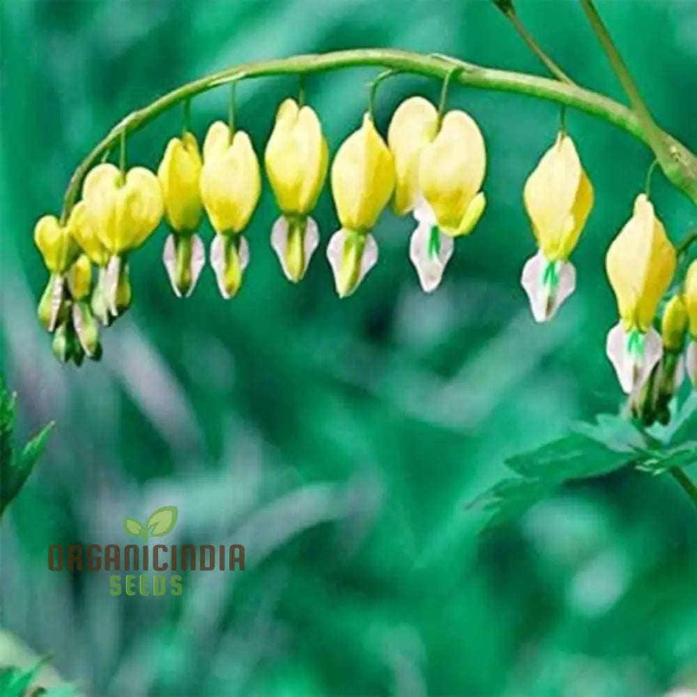 Yellow Bleeding Heart Flower Seeds For Planting Vibrant Blooms To Your Garden With These